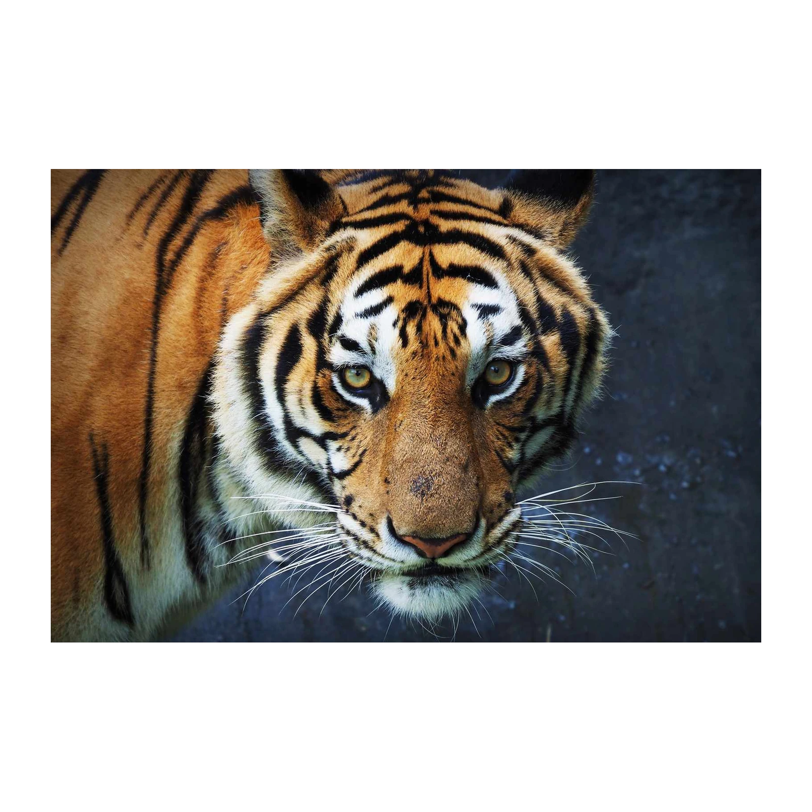 Majestic Tiger Face Close-Up Wall Art