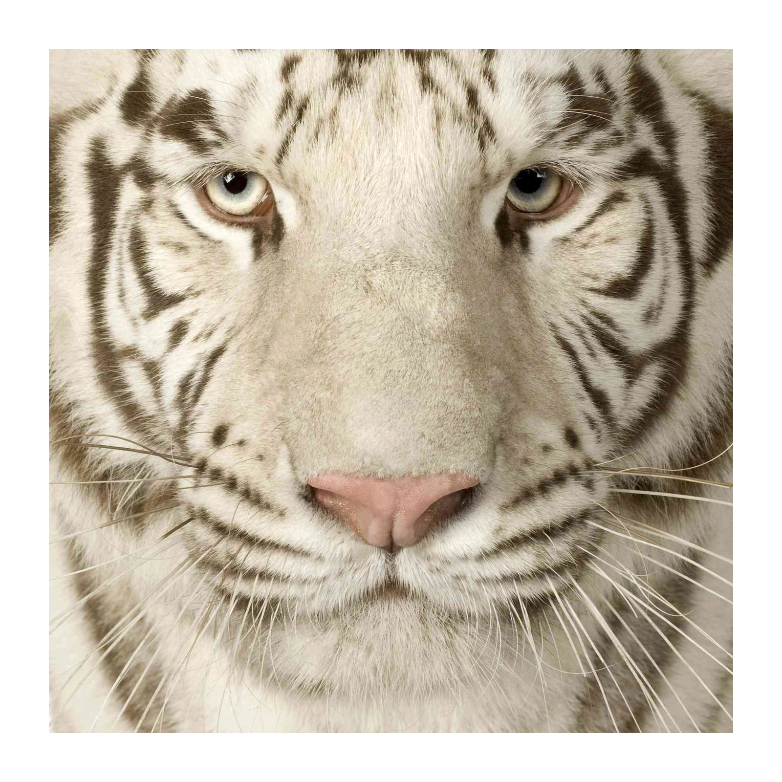 Majestic White Tiger Portrait Wall Art