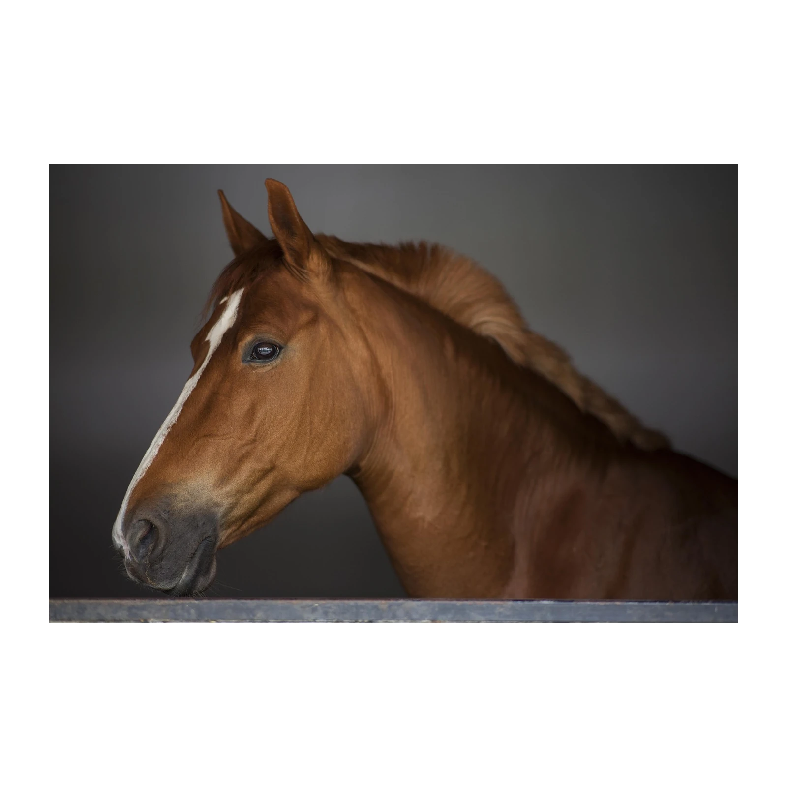 Majestic Chestnut Horse Portrait Wall Art