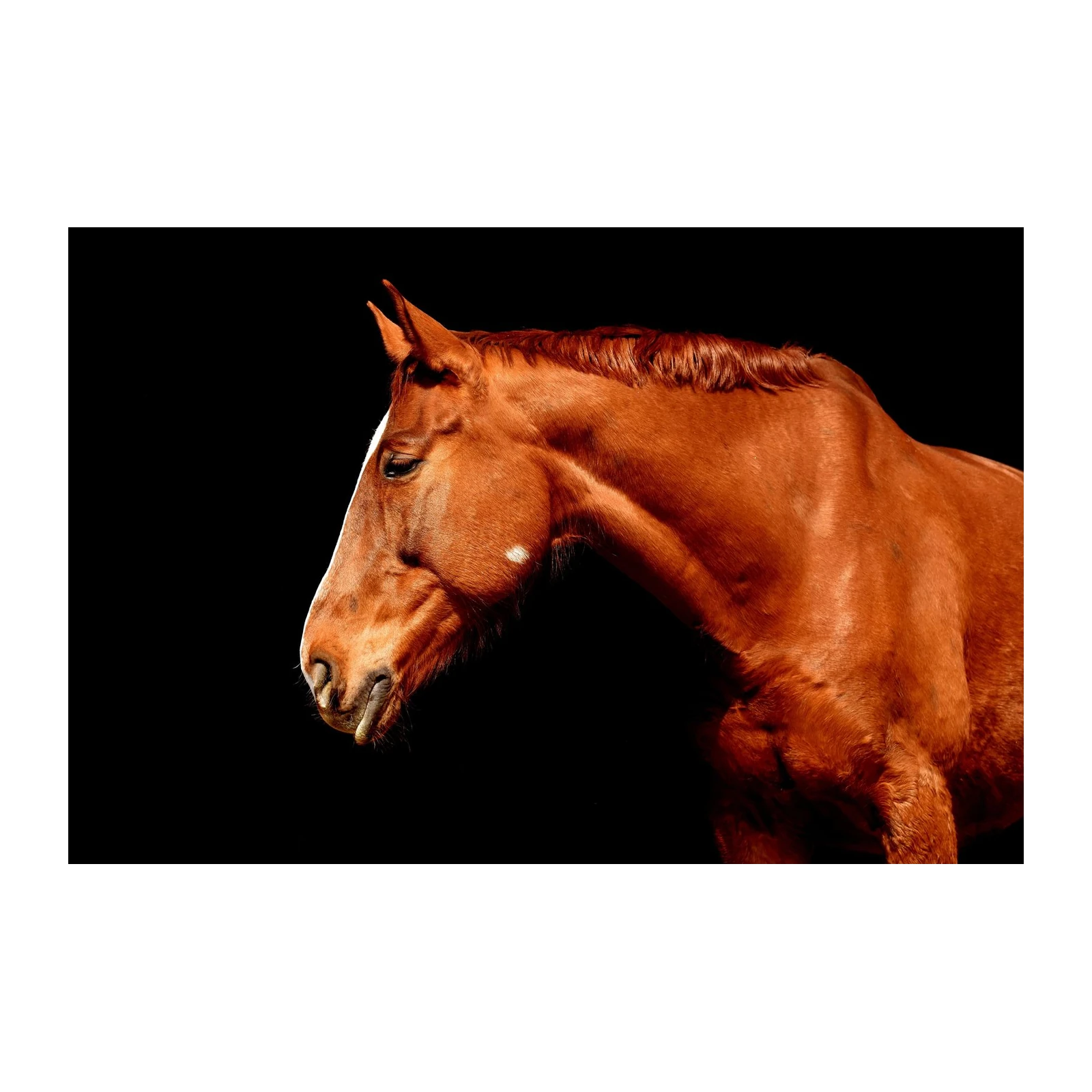 Majestic Chestnut Horse Profile Wall Art