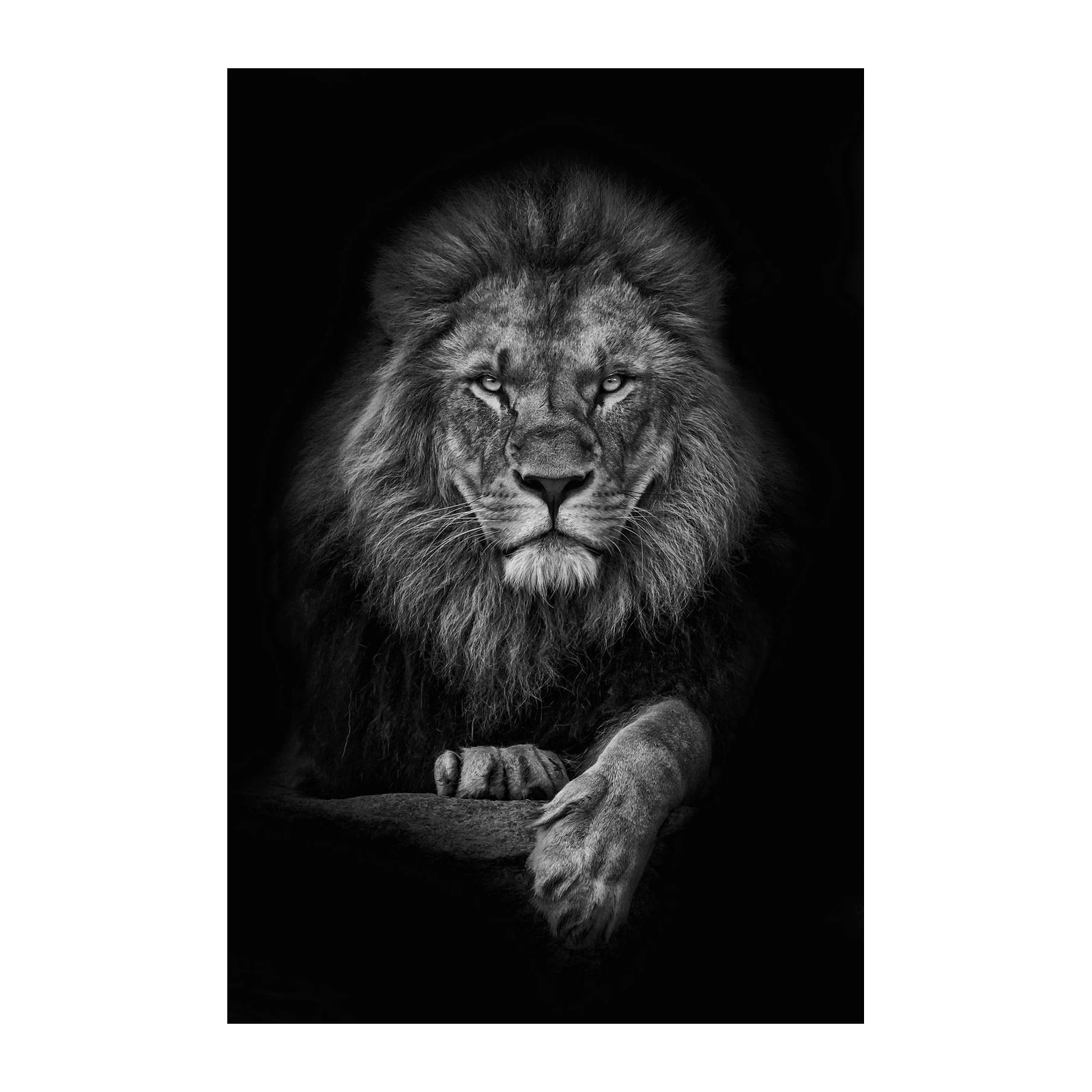 Majestic Lion Portrait B&W Wall Art