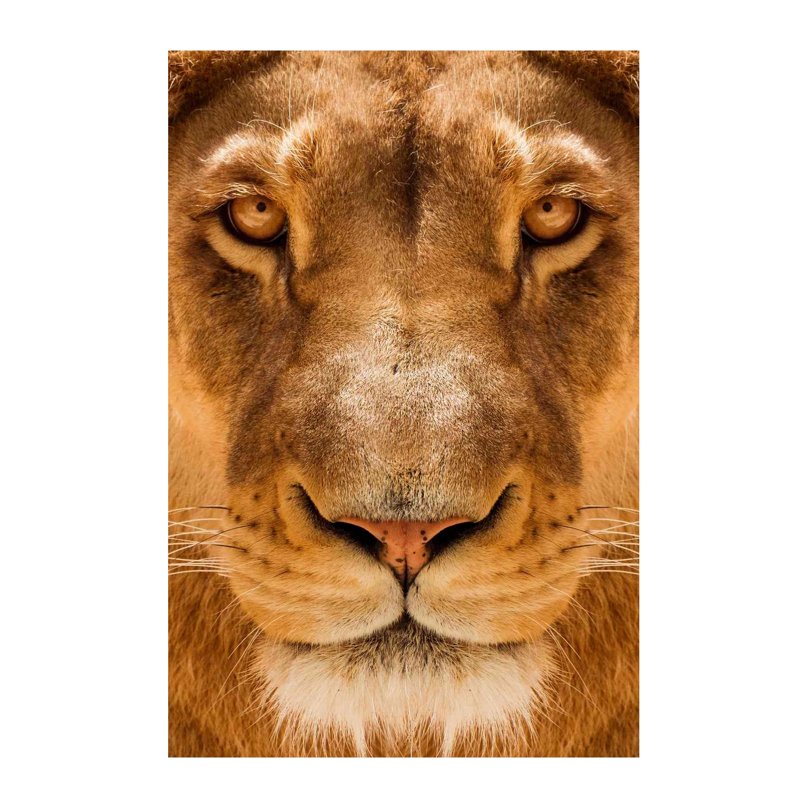 Majestic Lion Face Close-up Wall Art