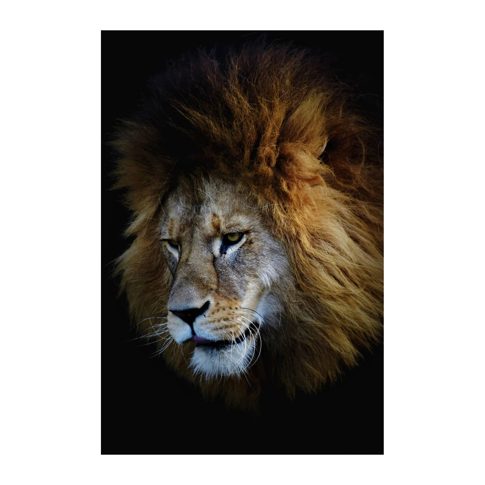 Majestic Lion Portrait Wall Art