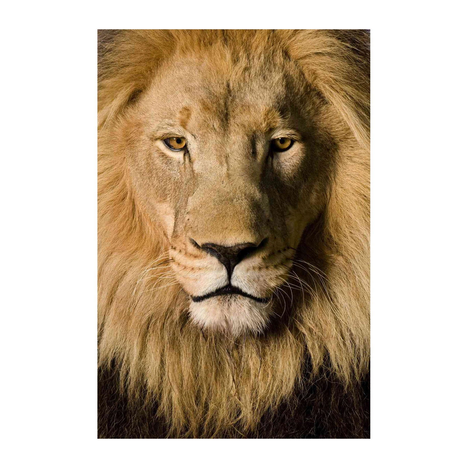 Majestic Lion Portrait Wall Art