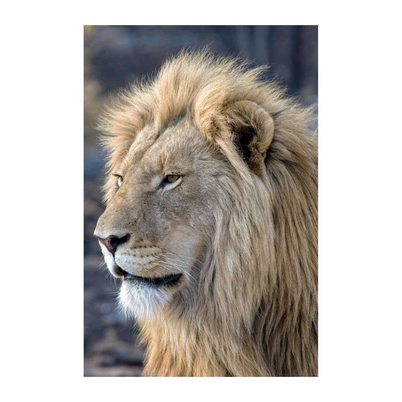 Majestic Lion Face Wall Art - Wildlife Decor