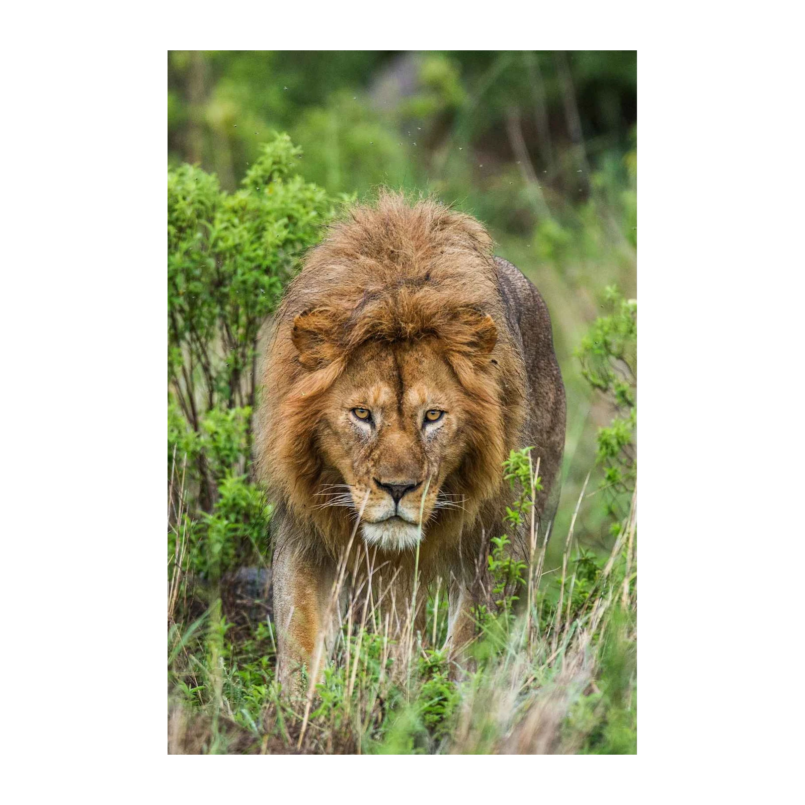 Majestic Lion King of Savannah Wall Art