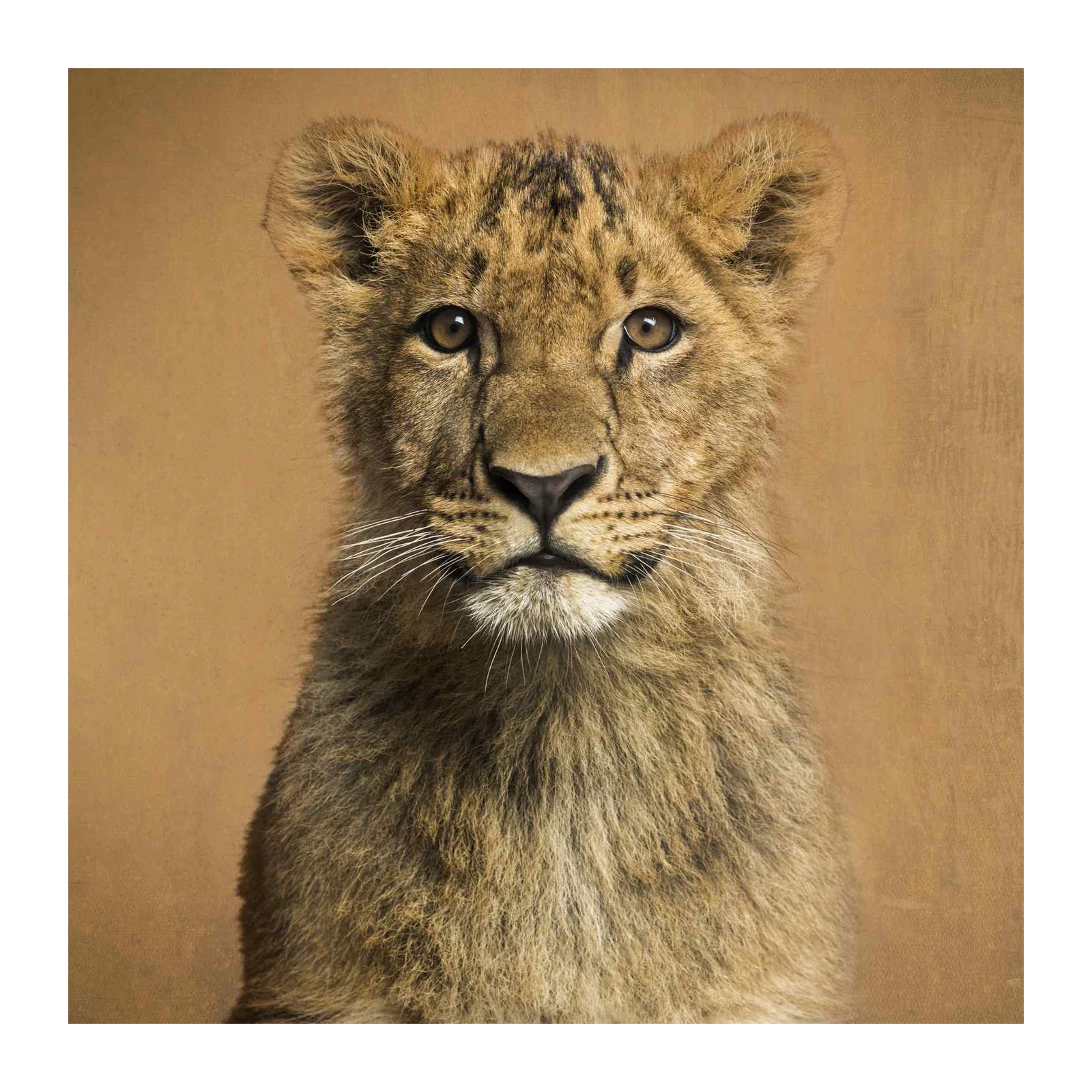 Majestic Lion Cub Portrait Wall Art