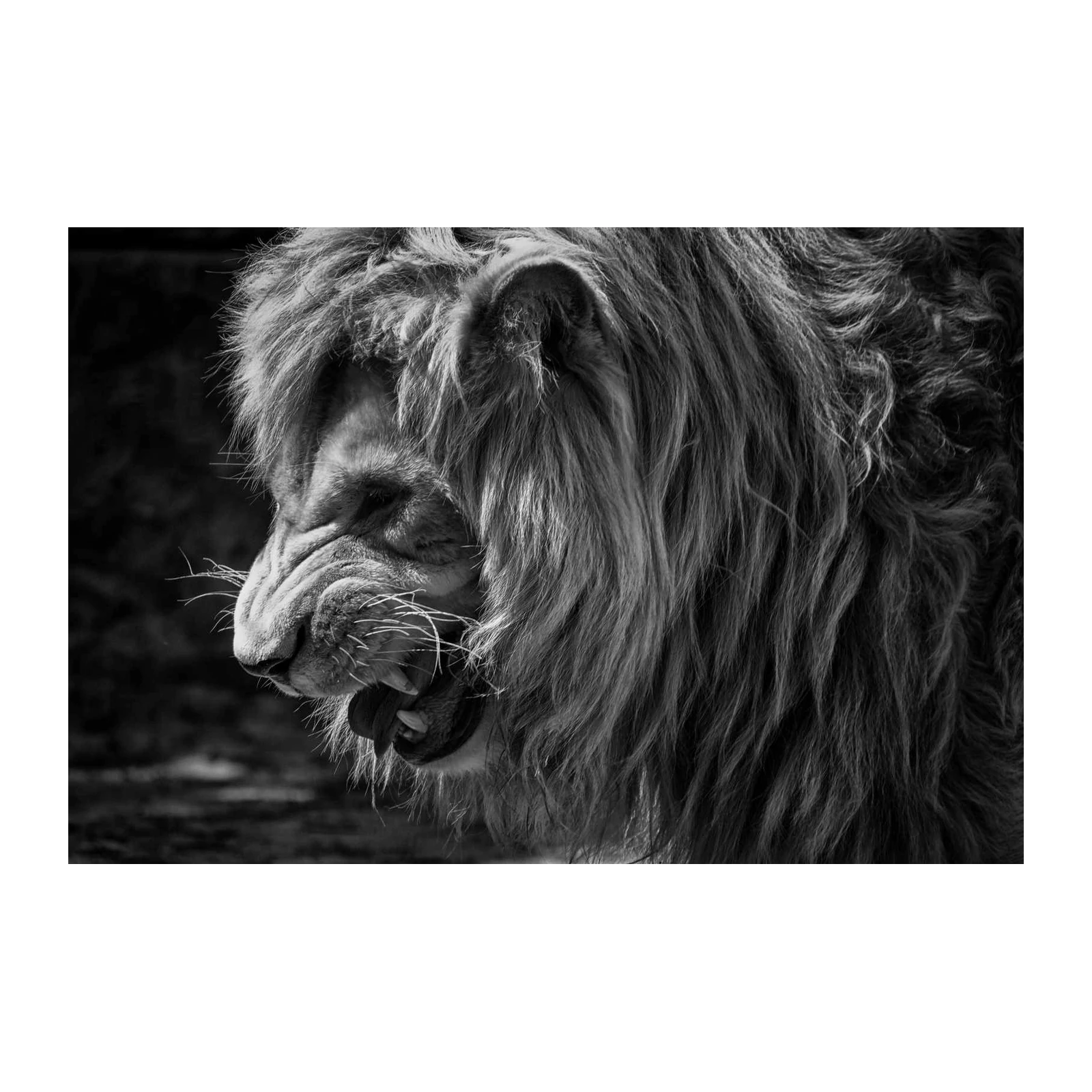 Majestic Lion Roar Black and White Wall Art