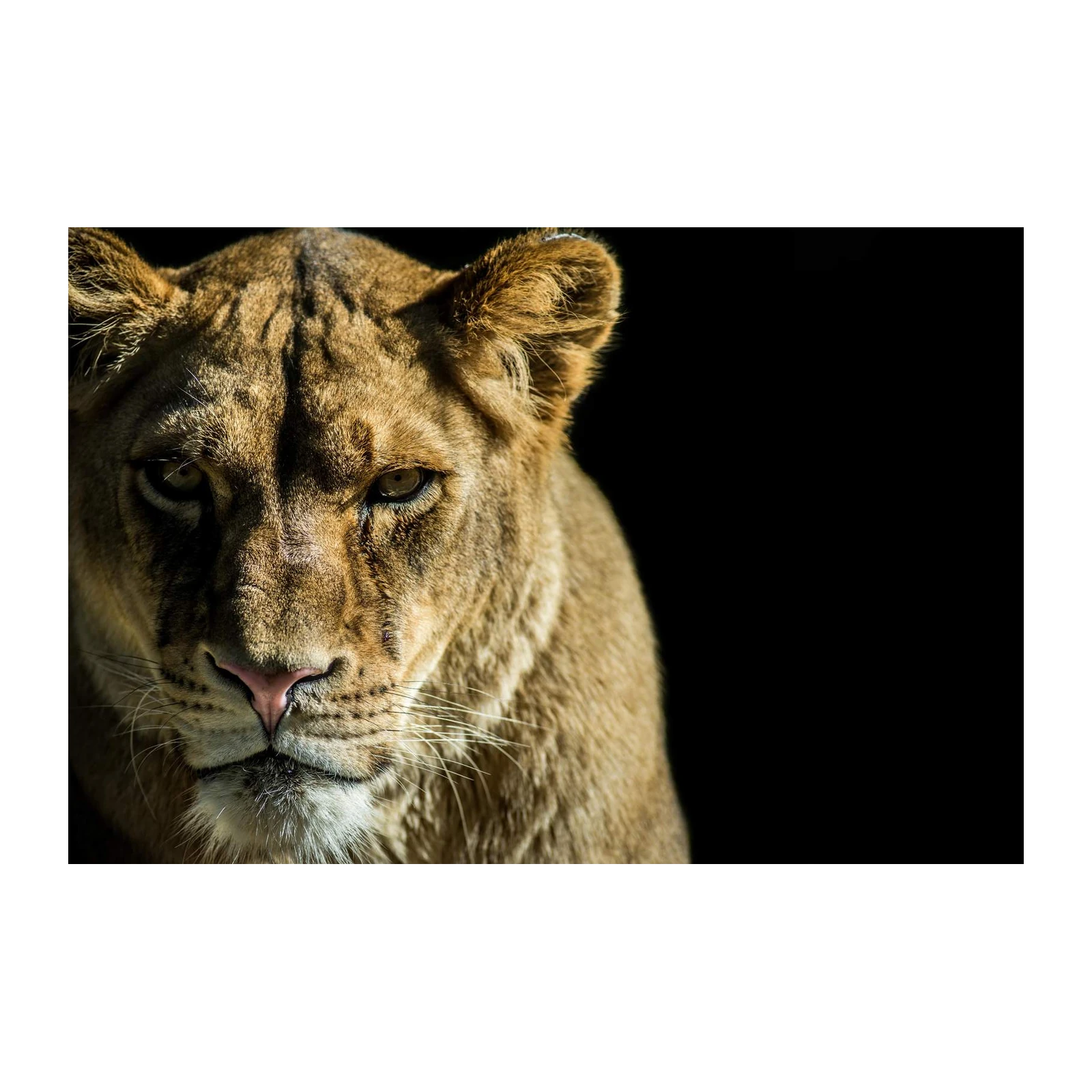 Majestic Lioness Portrait Wall Art