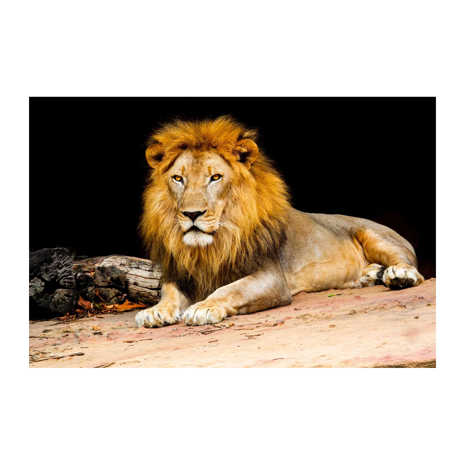 Majestic Lion Portrait Wall Art - Wildlife Art