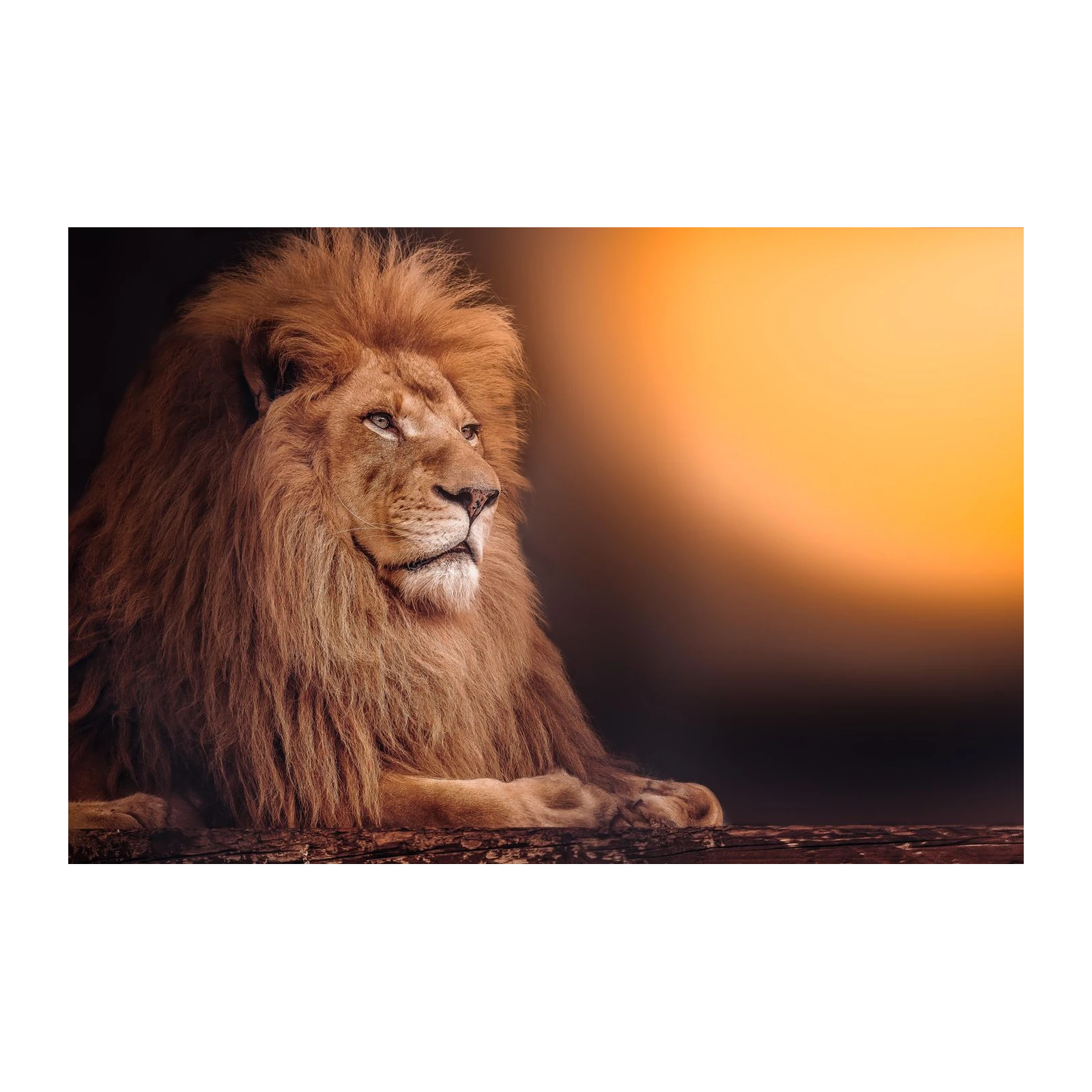 Majestic Lion Portrait Wall Art