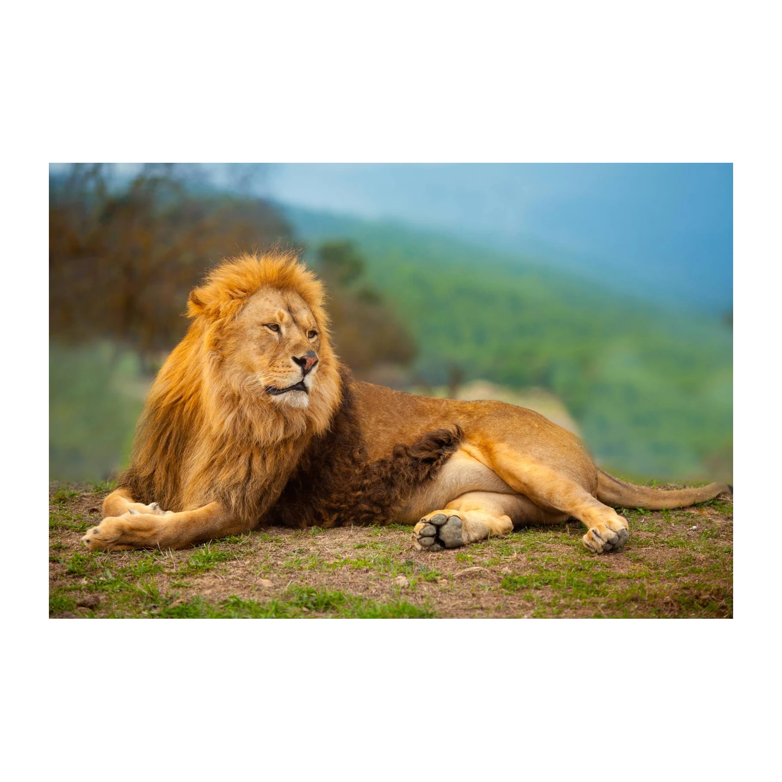 Majestic Lion Wildlife Wall Art