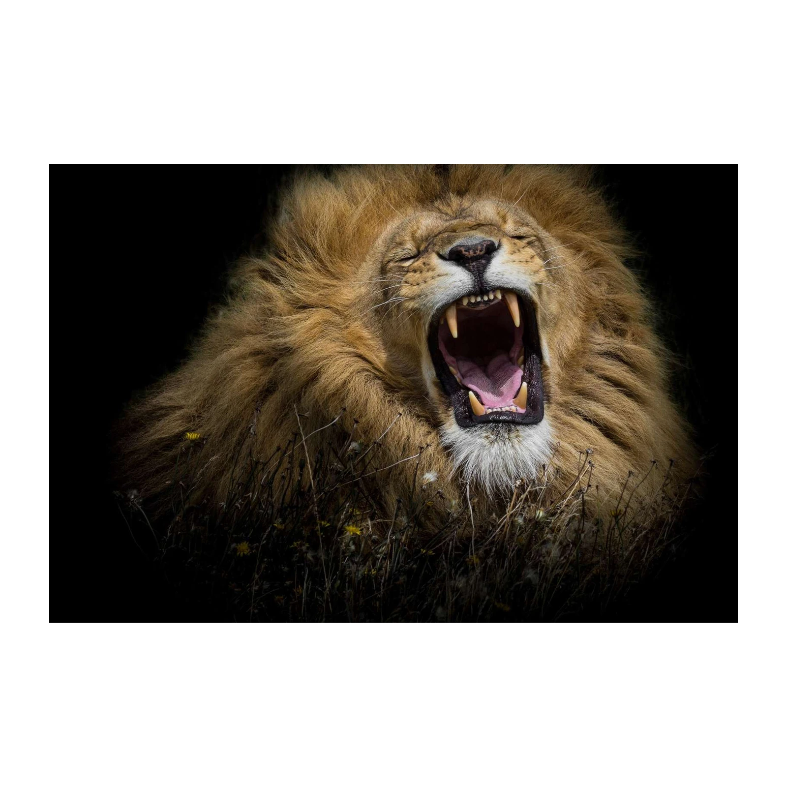 Majestic Lion Roaring Wild Nature Wall Art