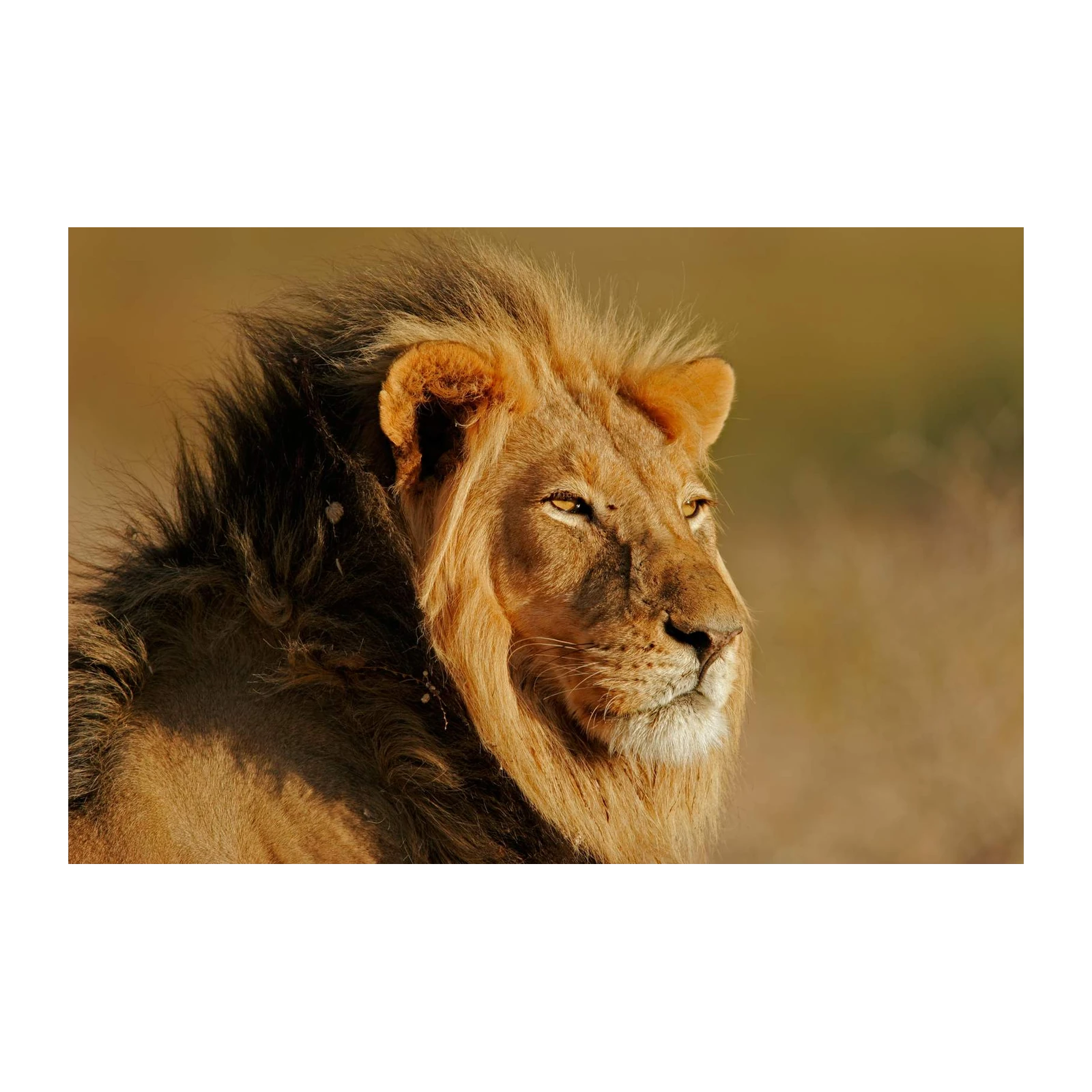 Majestic Lion Portrait Wall Art