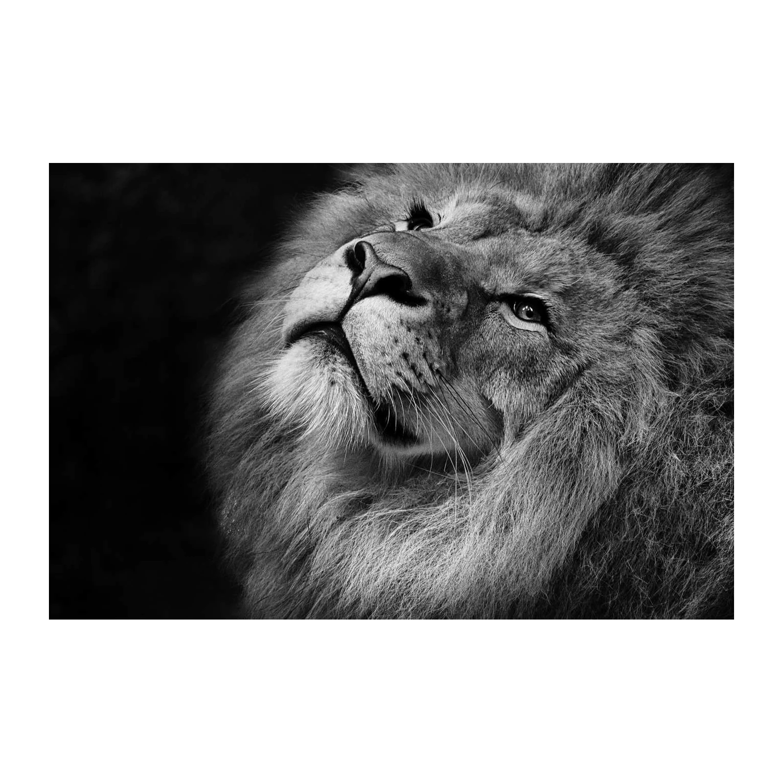 Majestic Lion Close-up Black and White Wall Art