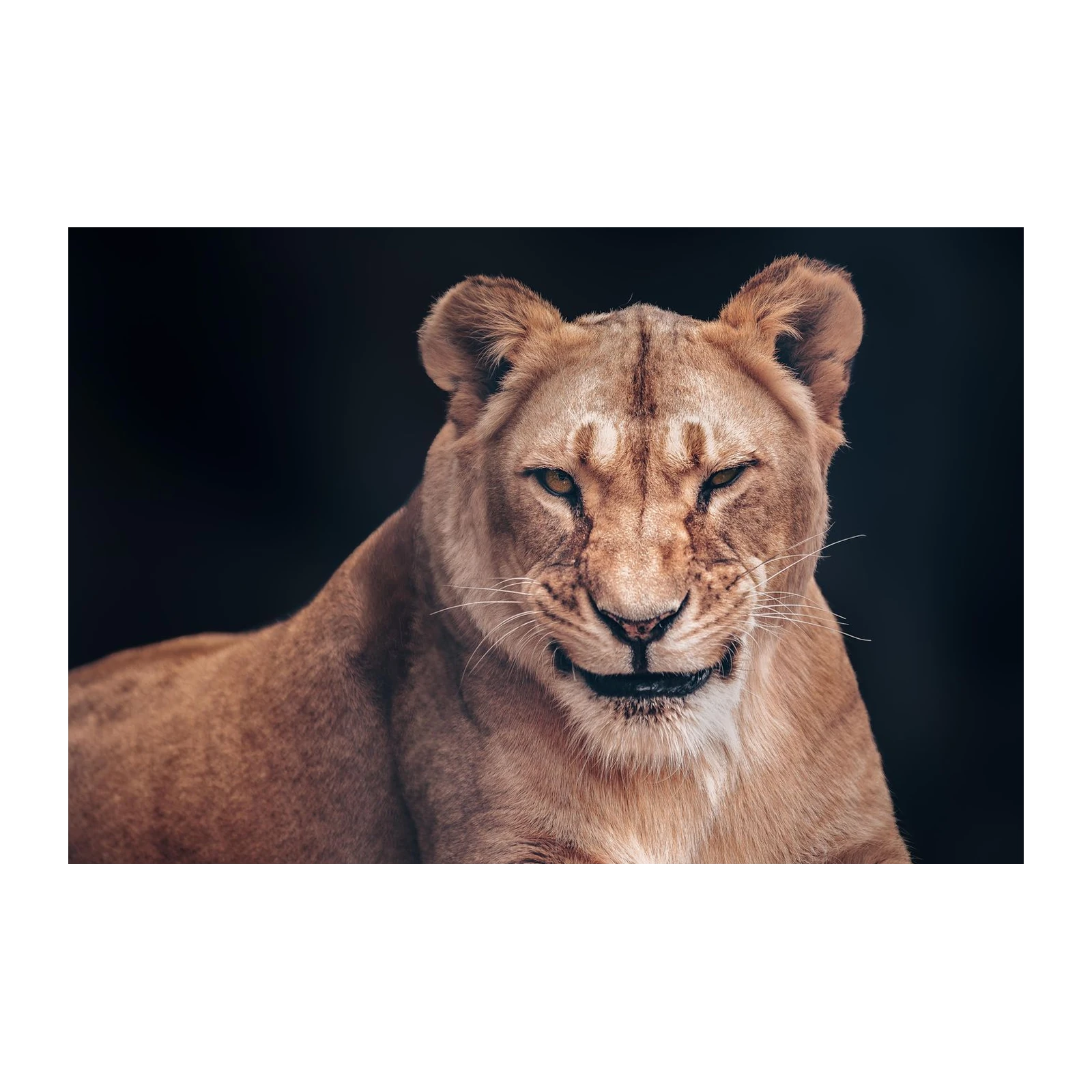 Majestic Lioness Close-up Wall Art