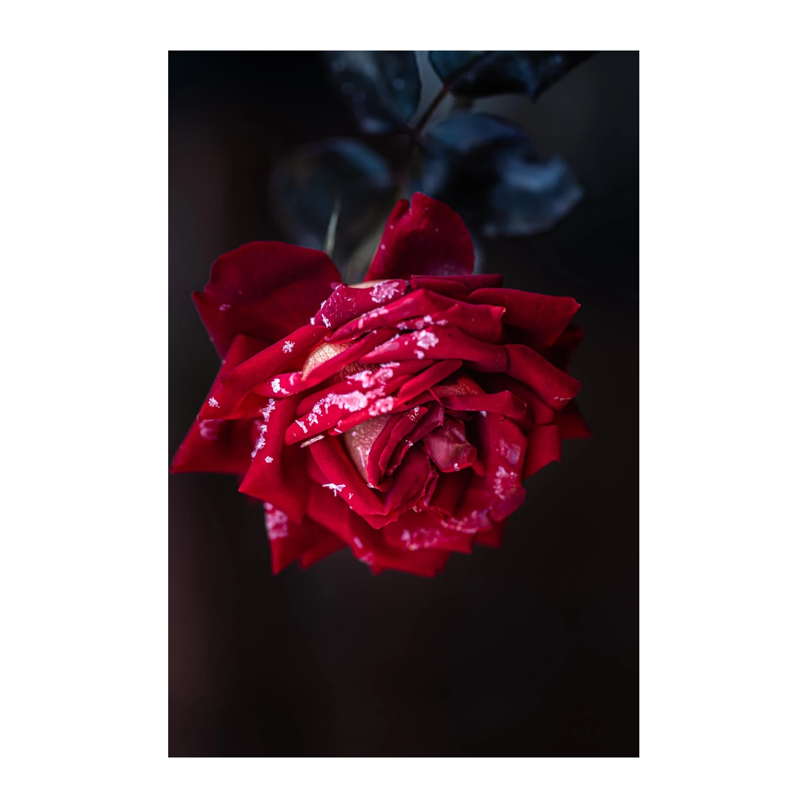 Velvet Red Rose with Frost Wall Art