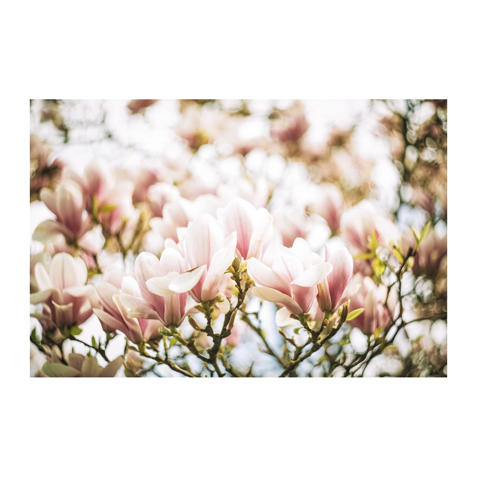 Soft Pink Magnolia Spring Blossom Wall Art