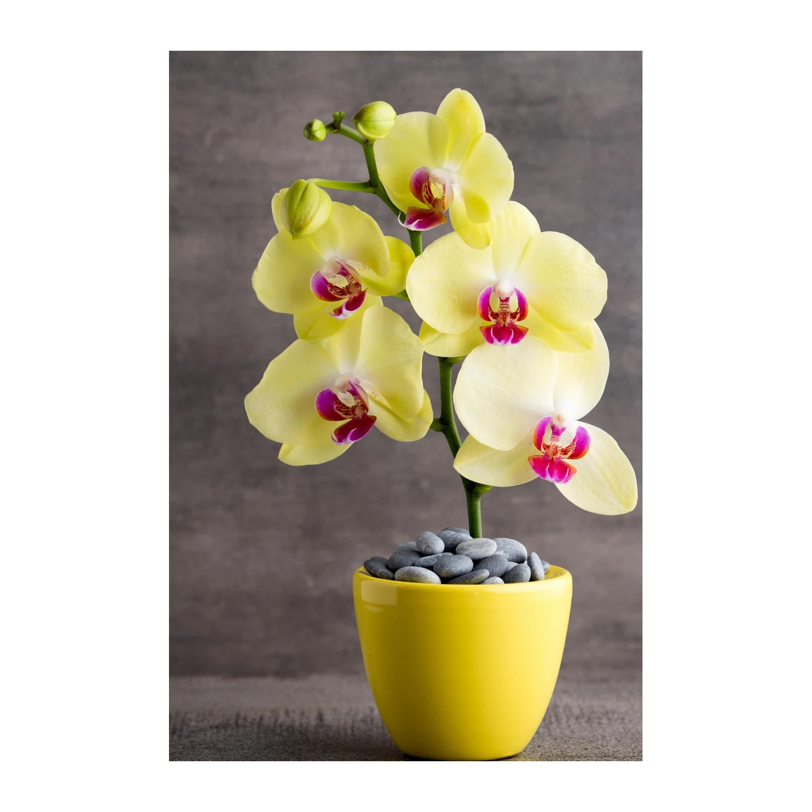 Vibrant Yellow Orchid Botanical Wall Art