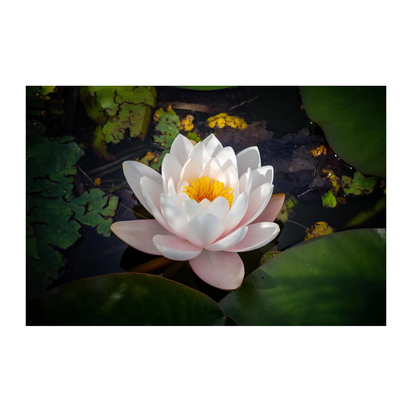 Serene White Water Lily Wall Art Art