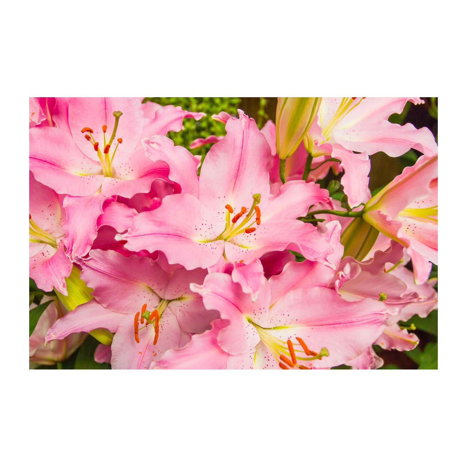 Enchanting Pink Lily Blossom Wall Art