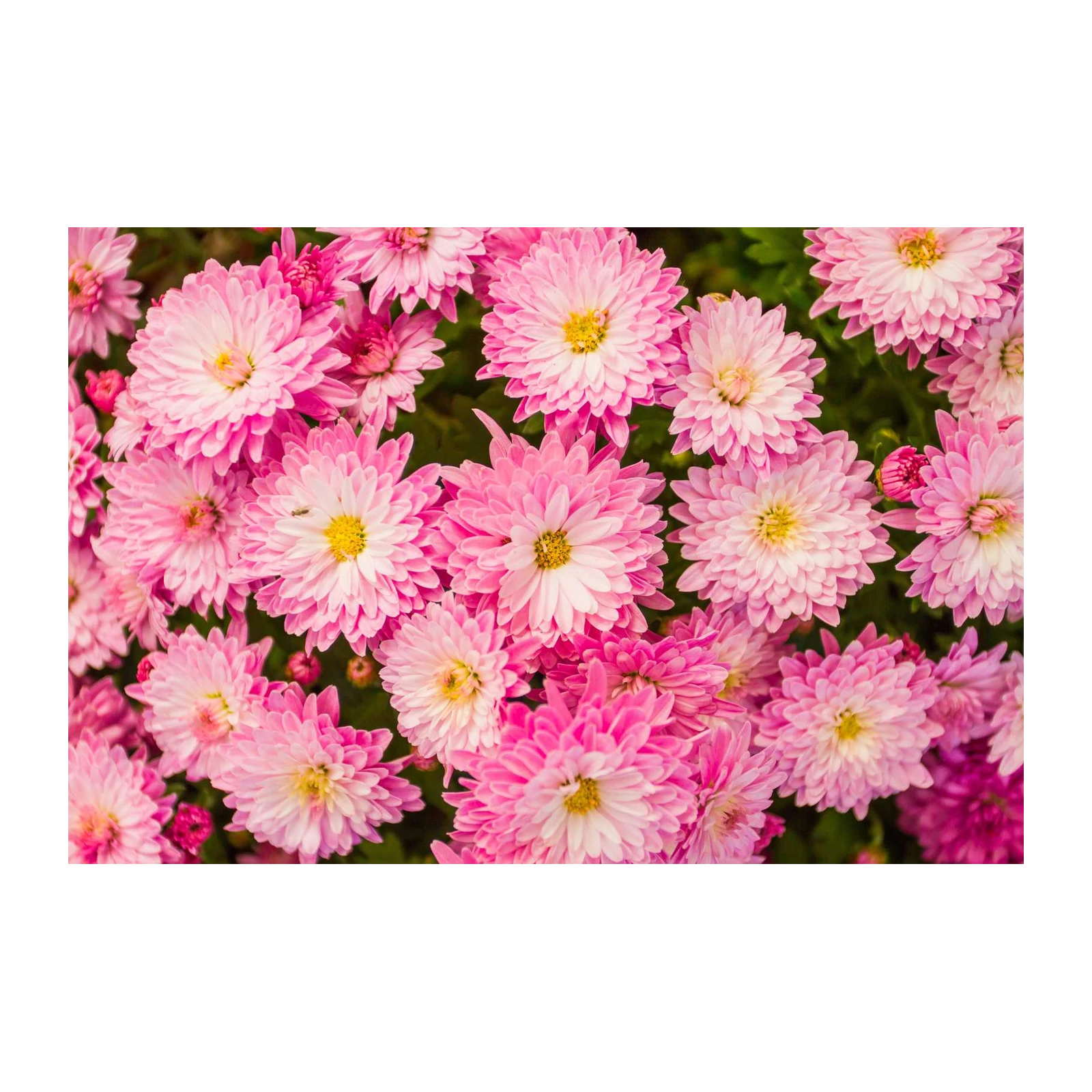 Vibrant Pink Chrysanthemums Floral Wall Art