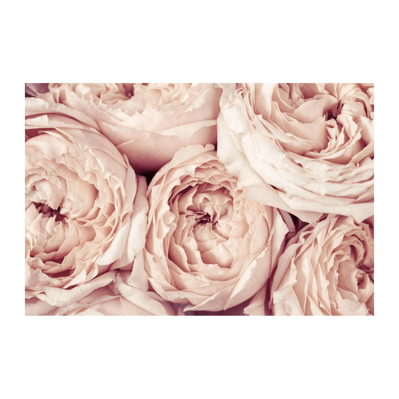 Blush Rose Garden Wall Art