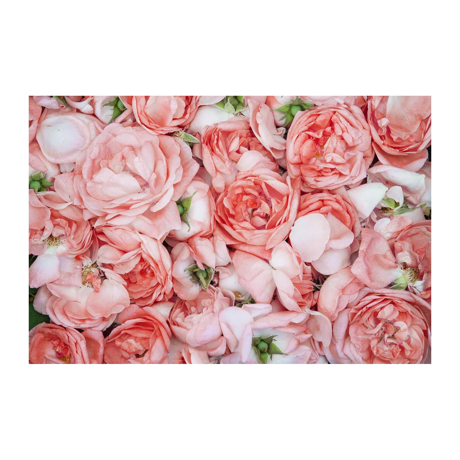 Blush Rose Garden Wall Art Wall Art