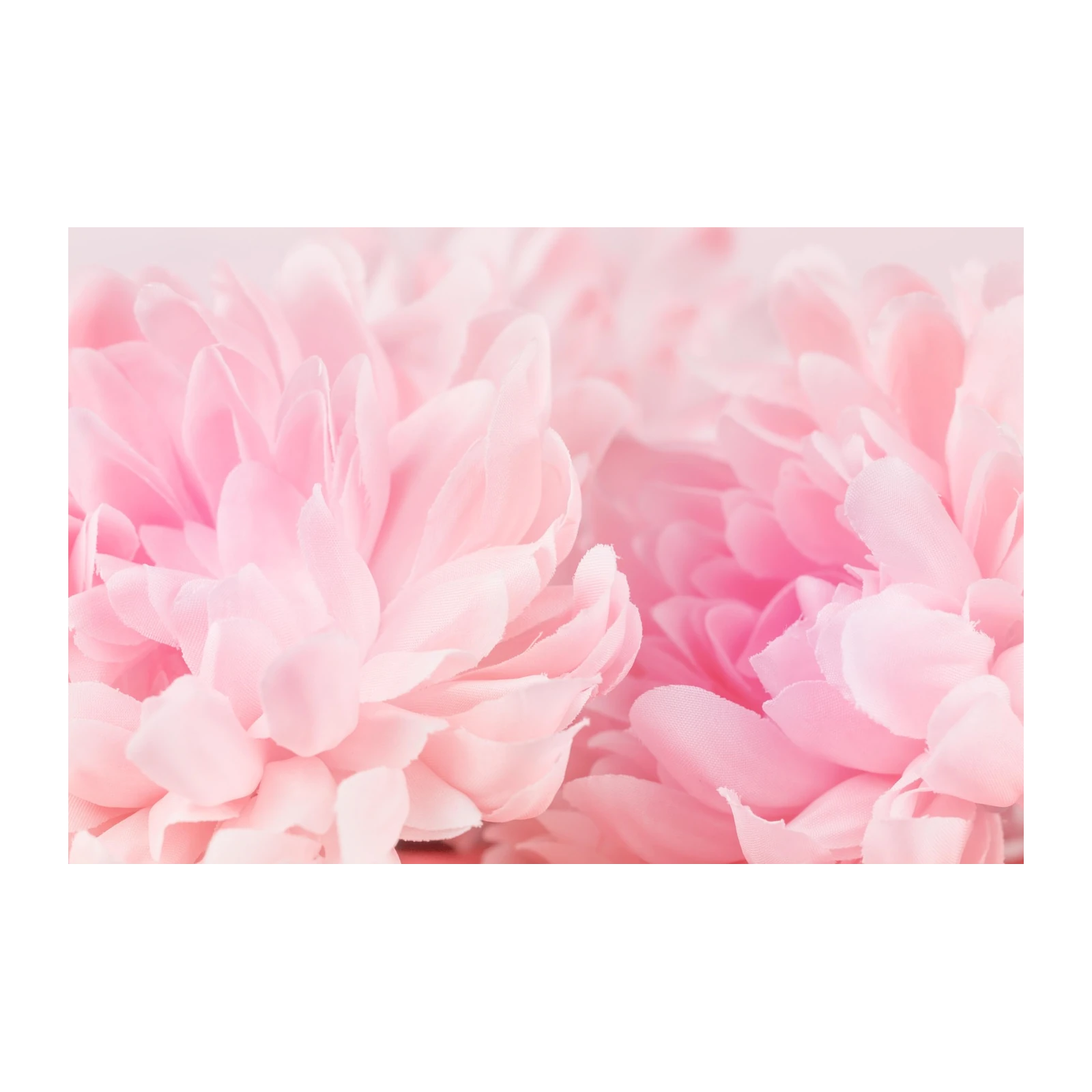 Soft Pink Floral Blooms Wall Art