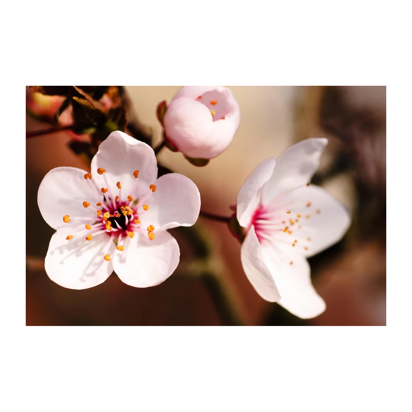 Delicate Blossom Spring Cherry Wall Art
