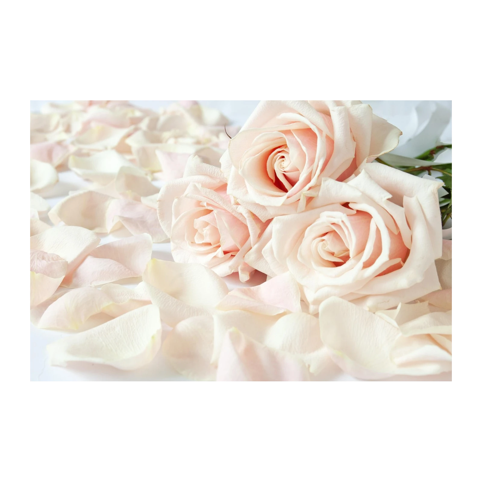Blush Roses & Petals Wall Art for Romantic Decor