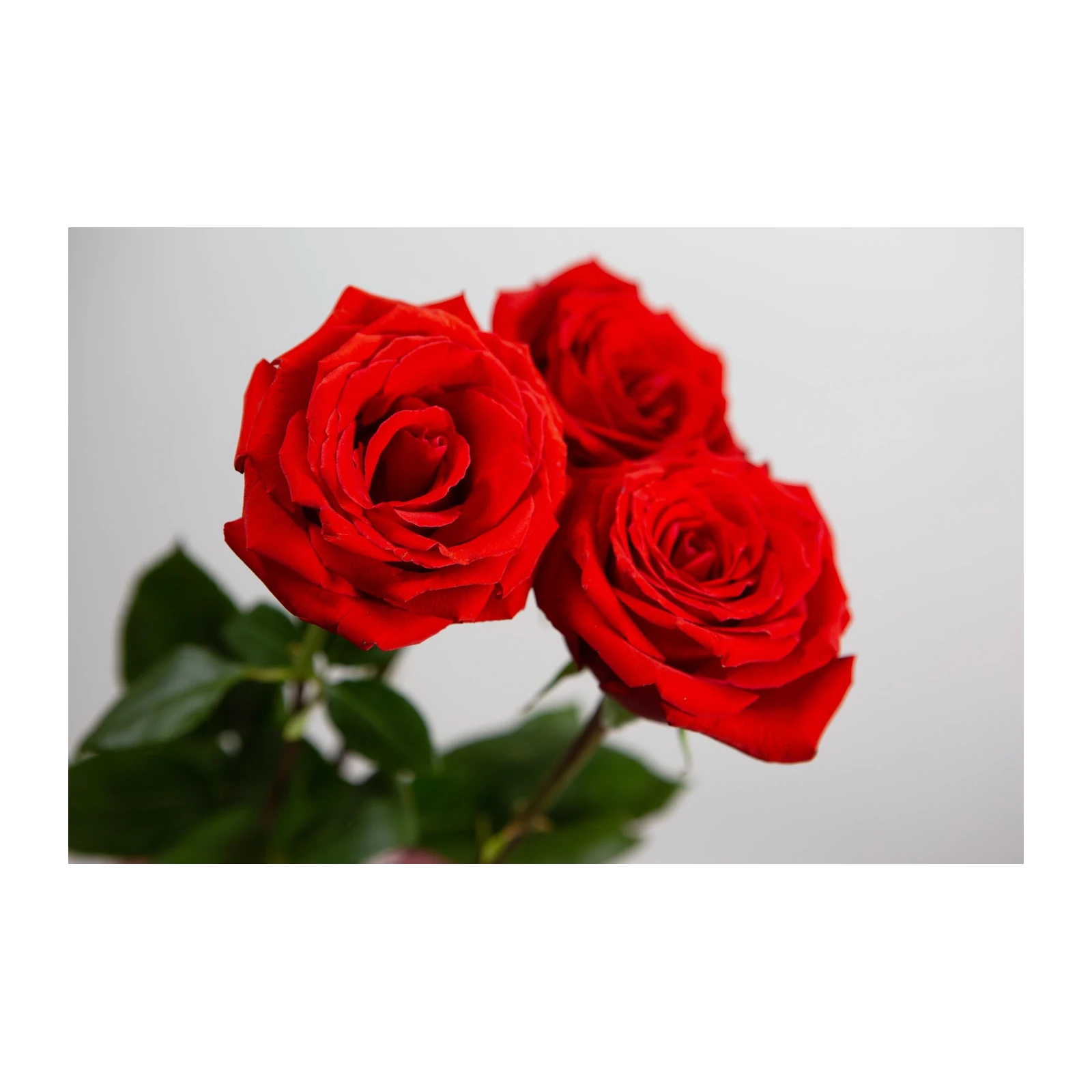Velvet Red Roses - Elegant Floral Wall Art