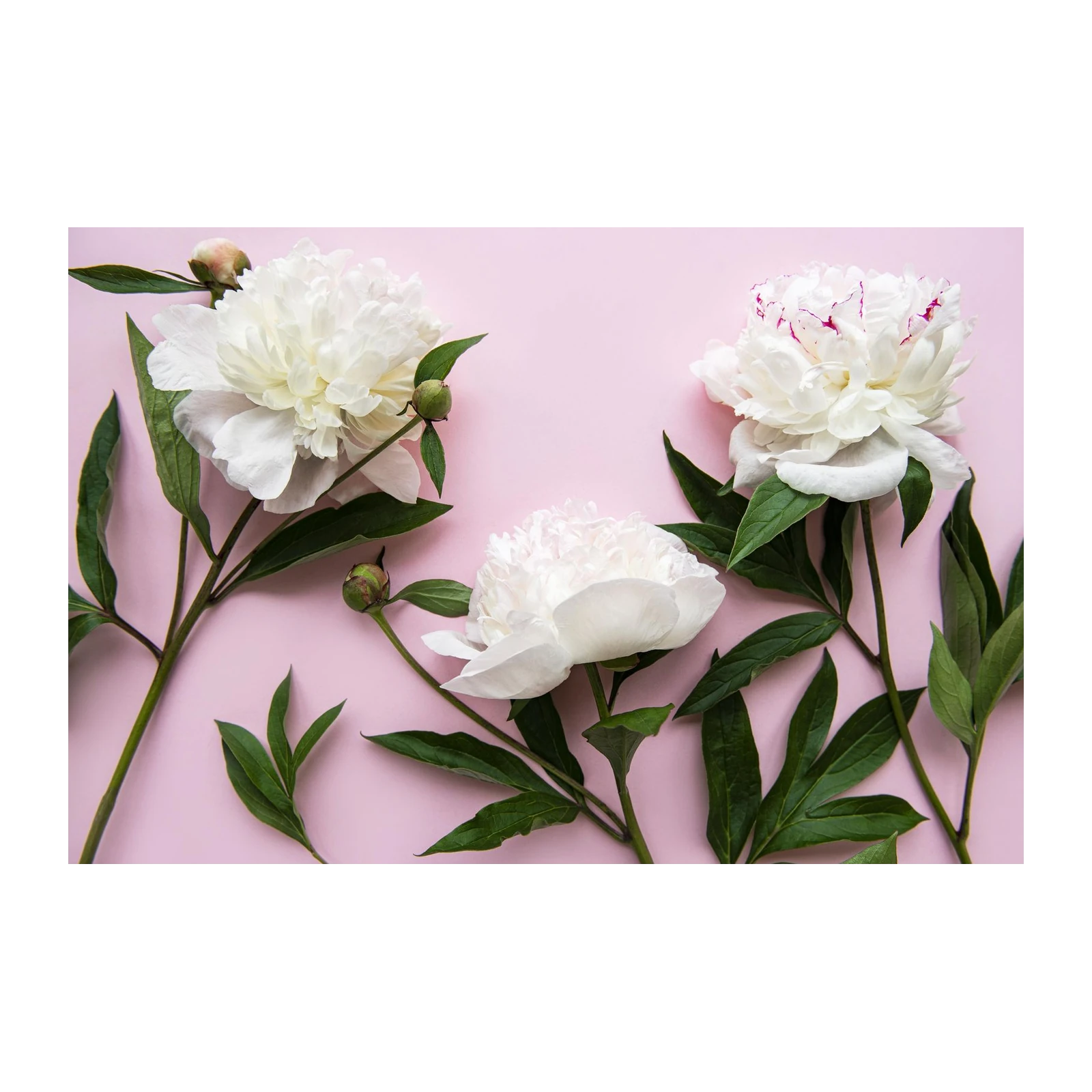 Elegant White Peonies Floral Wall Art