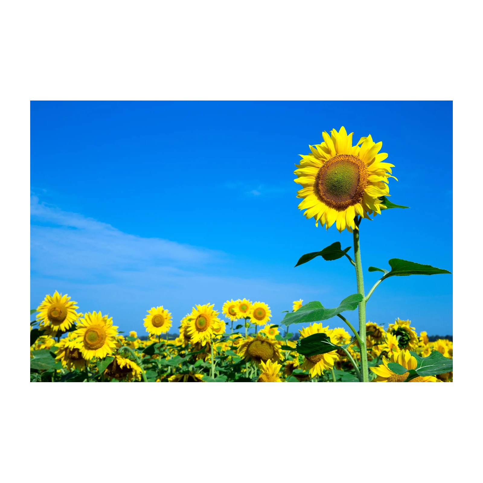 Vibrant Sunflower Field Wall Art