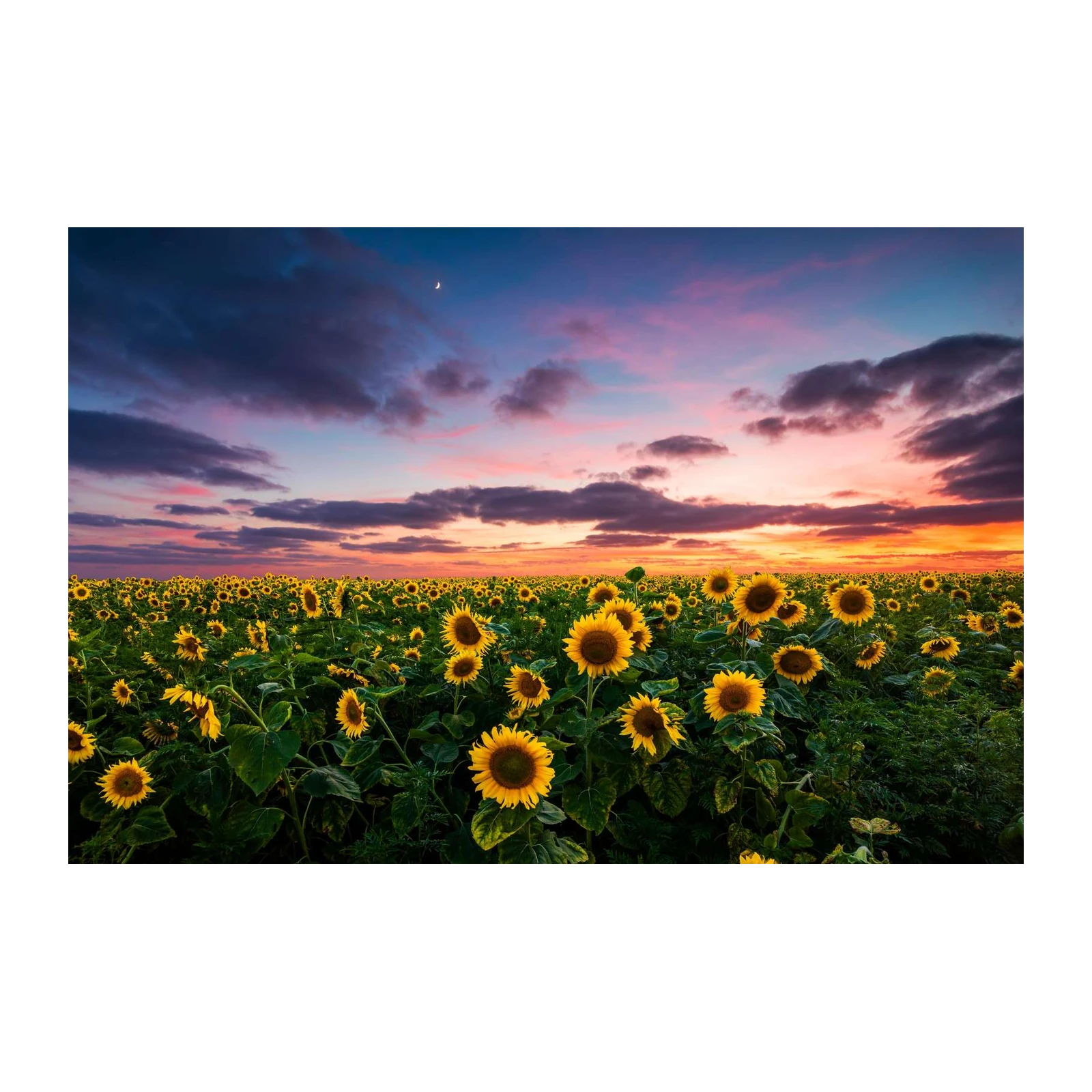 Golden Sunflower Field Sunset Wall Art