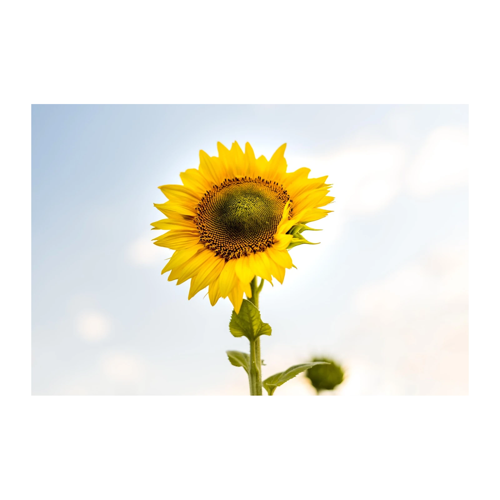 Bright Sunflower Field Close-up Wall Art
