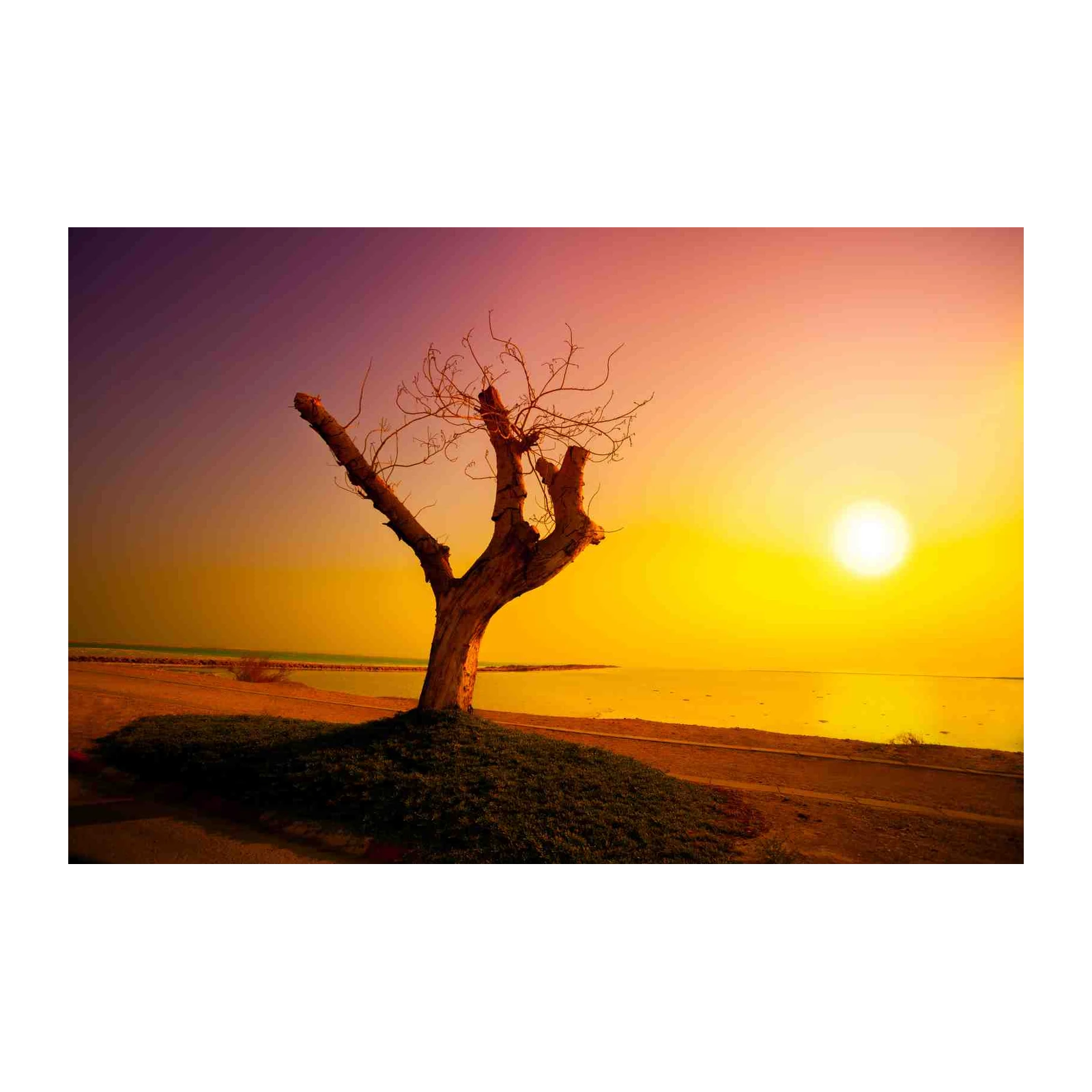 Solitude Tree Sunset Beach Wall Art