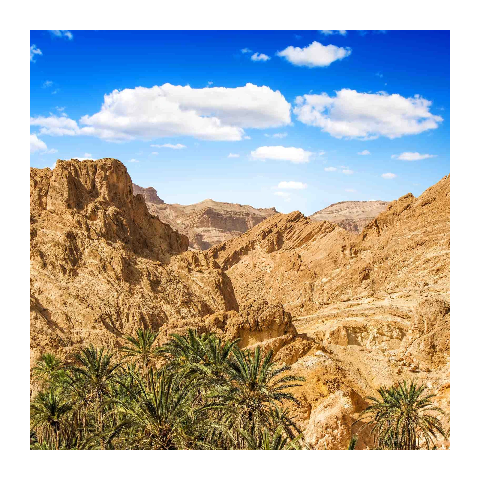 Desert Oasis Palm Trees Wall Art