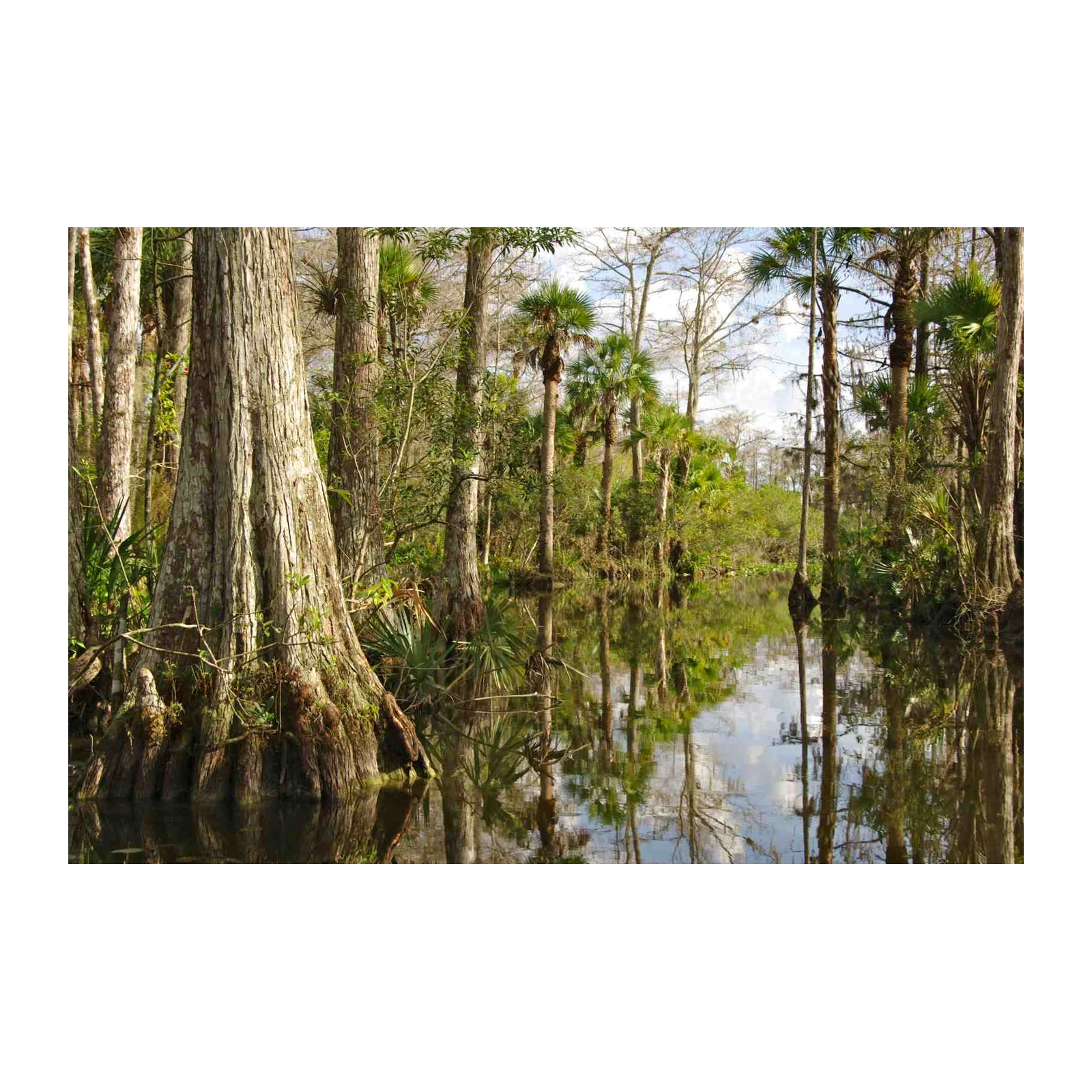 Serene Swamp Landscape Wall Art