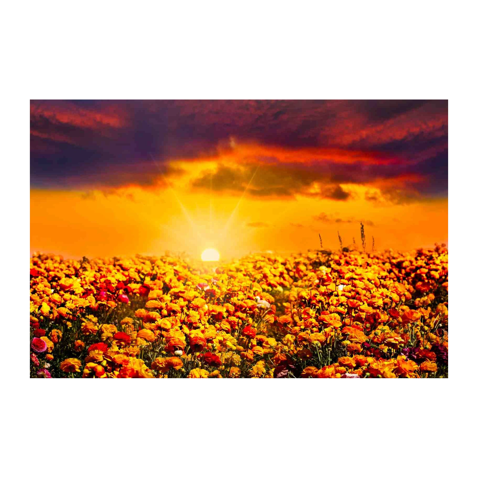Vibrant Sunset Floral Field Wall Art