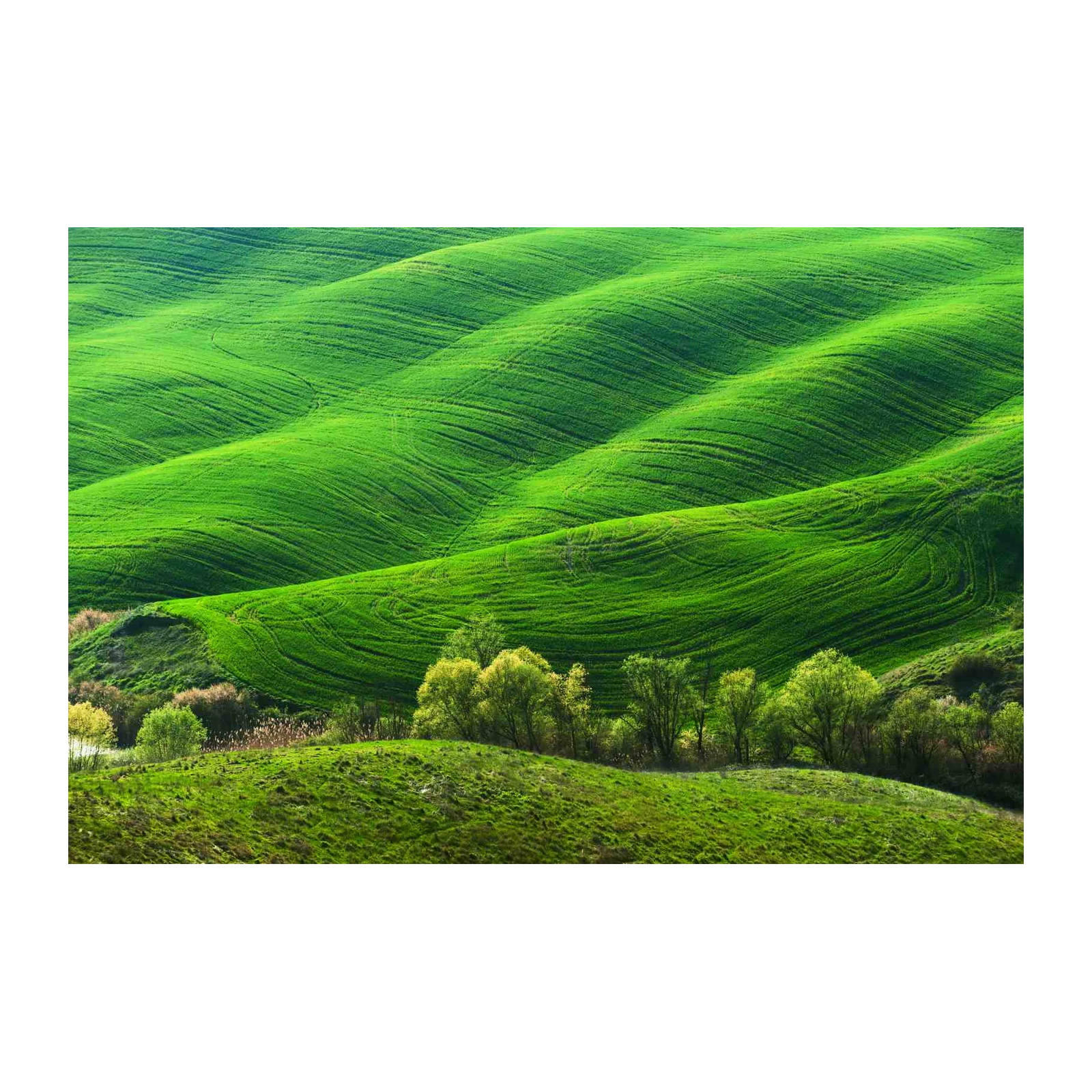 Vibrant Green Tuscan Hills Landscape Wall Art