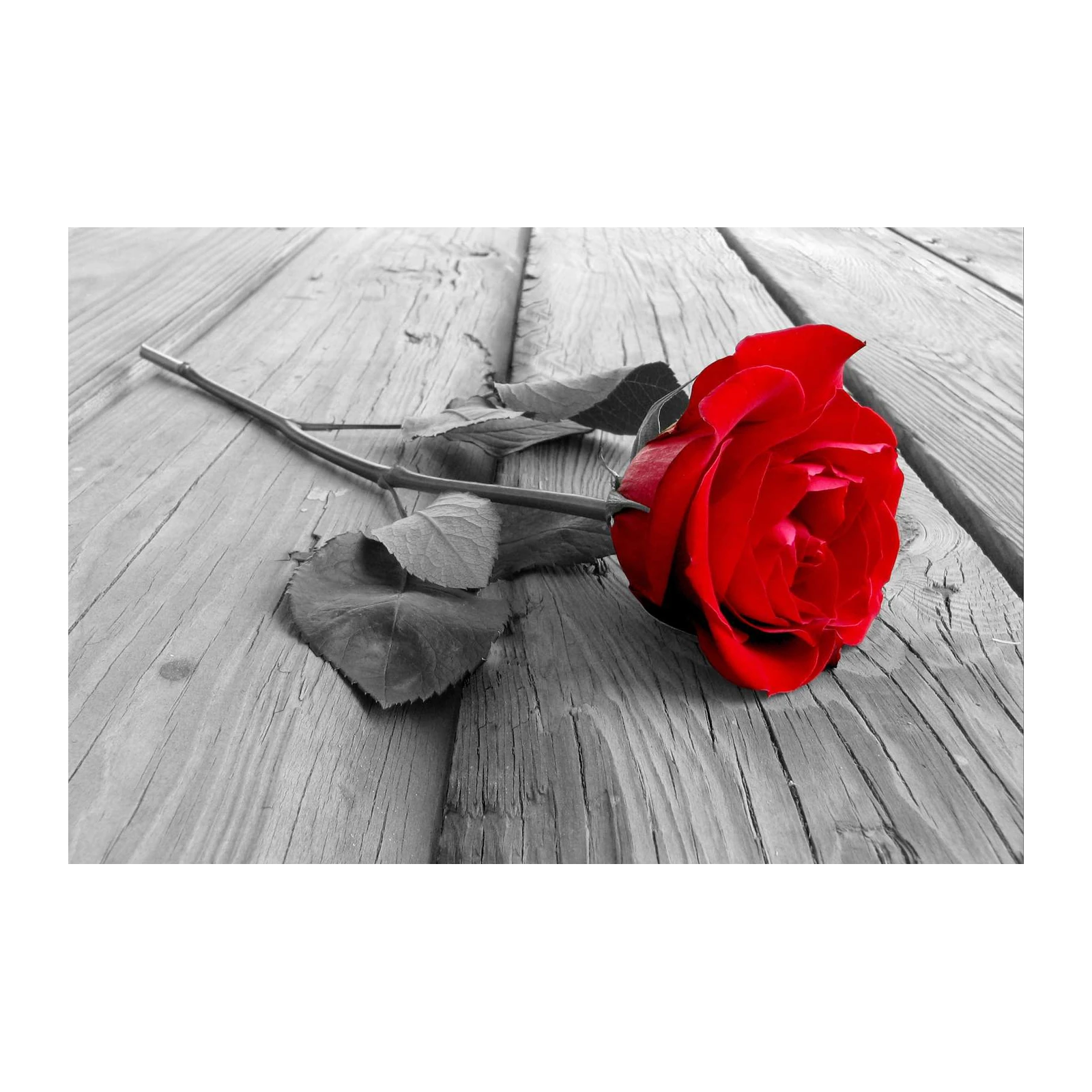 Bold Red Rose on Wood Wall Art