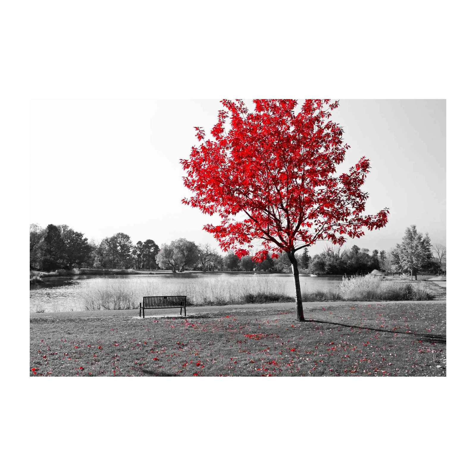 Vibrant Red Tree Autumn Park Wall Art