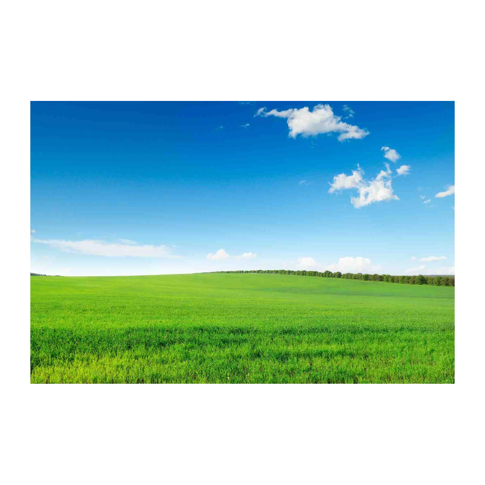Vibrant Green Field & Blue Sky Wall Art