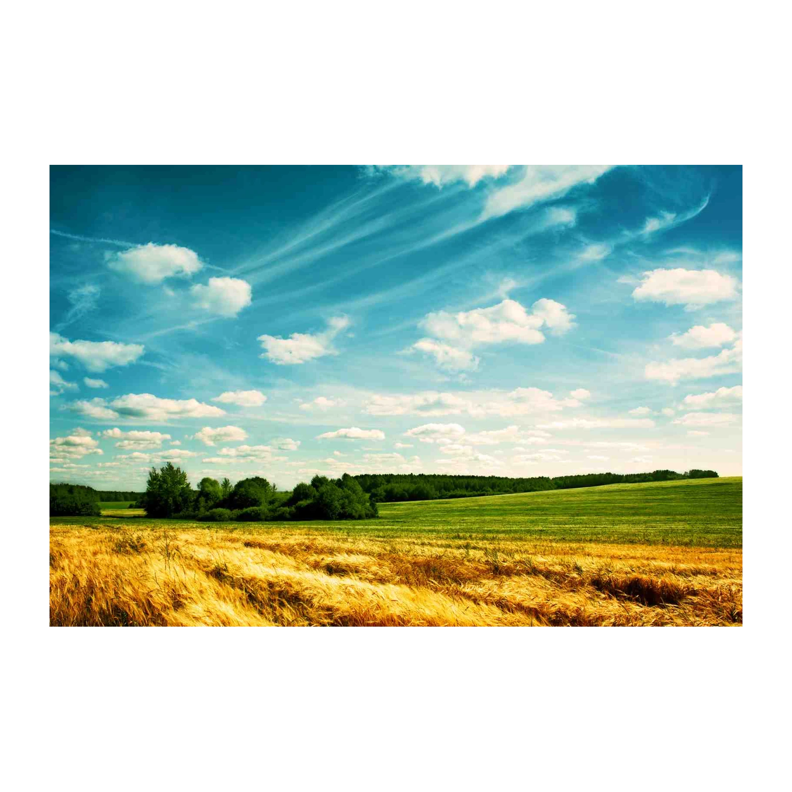 Golden Wheat Field & Blue Sky Wall Art