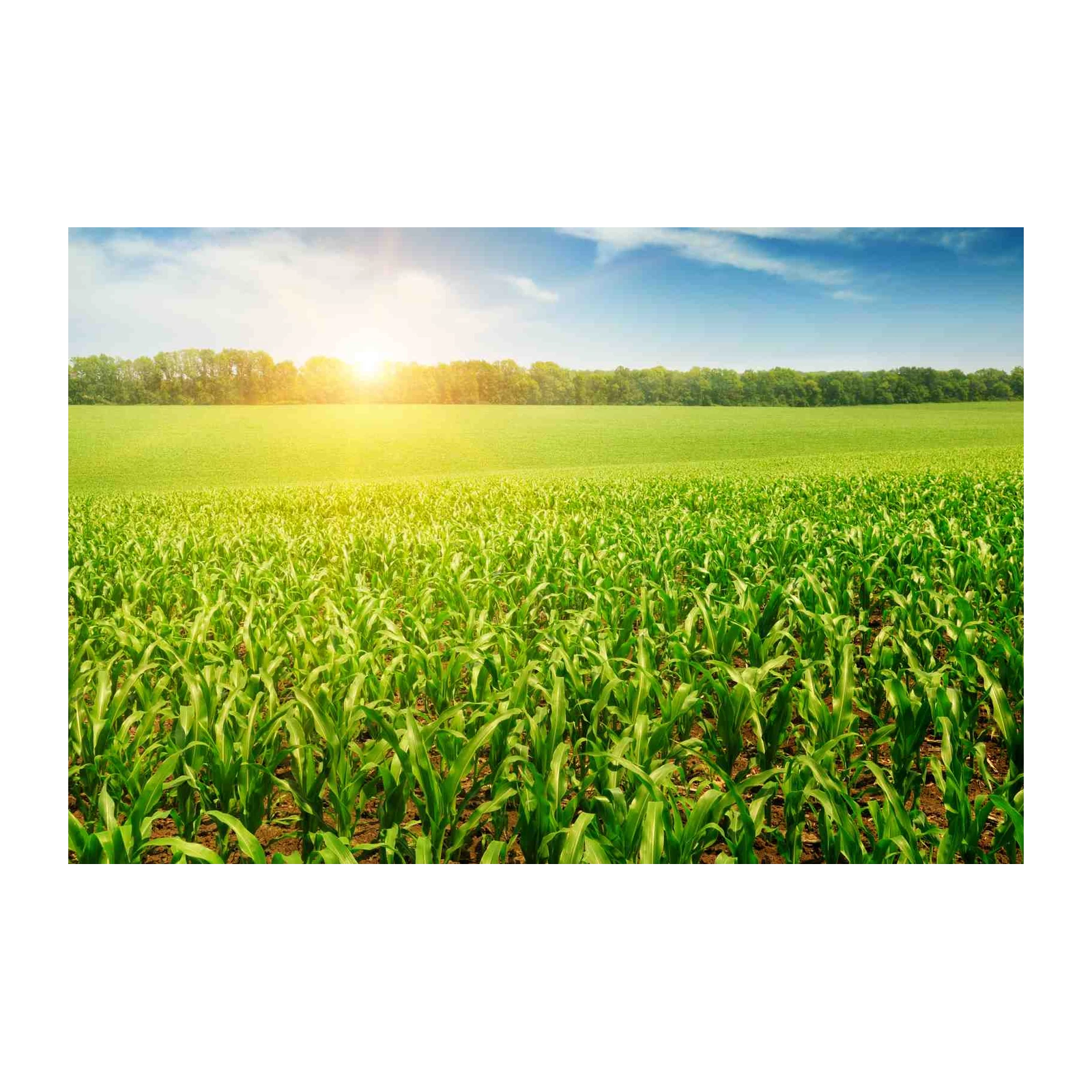 Vibrant Green Cornfield at Sunrise Wall Art