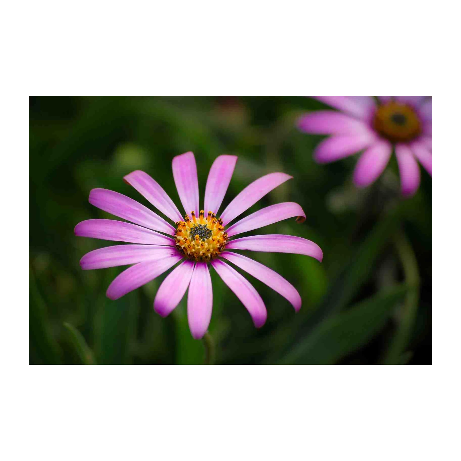 Vibrant Pink Daisy Garden Wall Art
