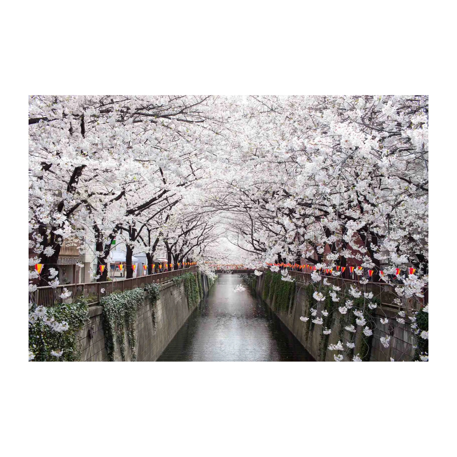 Sakura Blossom Canal Serenity Wall Art