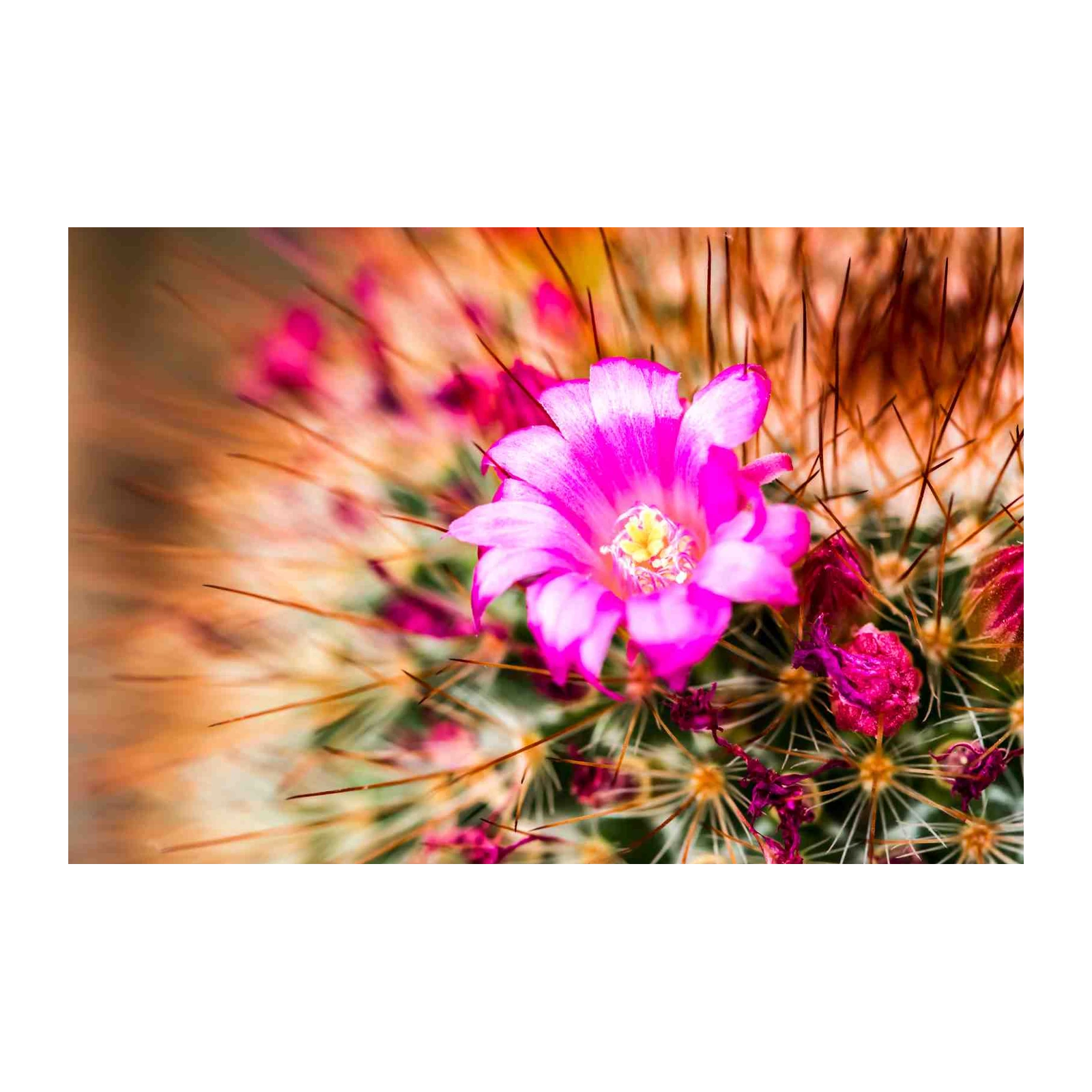 Vibrant Pink Cactus Bloom Wall Art