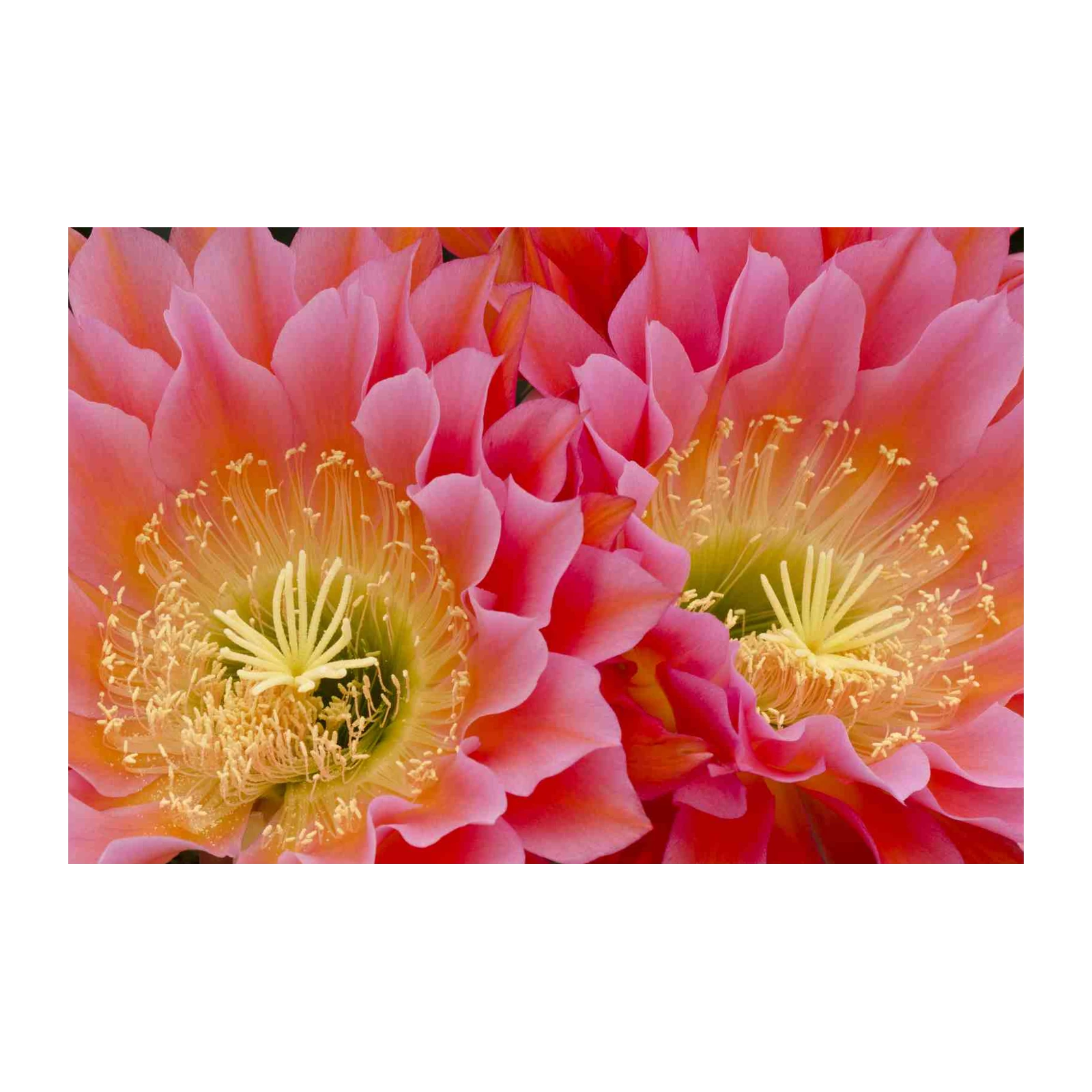 Vibrant Pink Cactus Flower Wall Art Wall Art